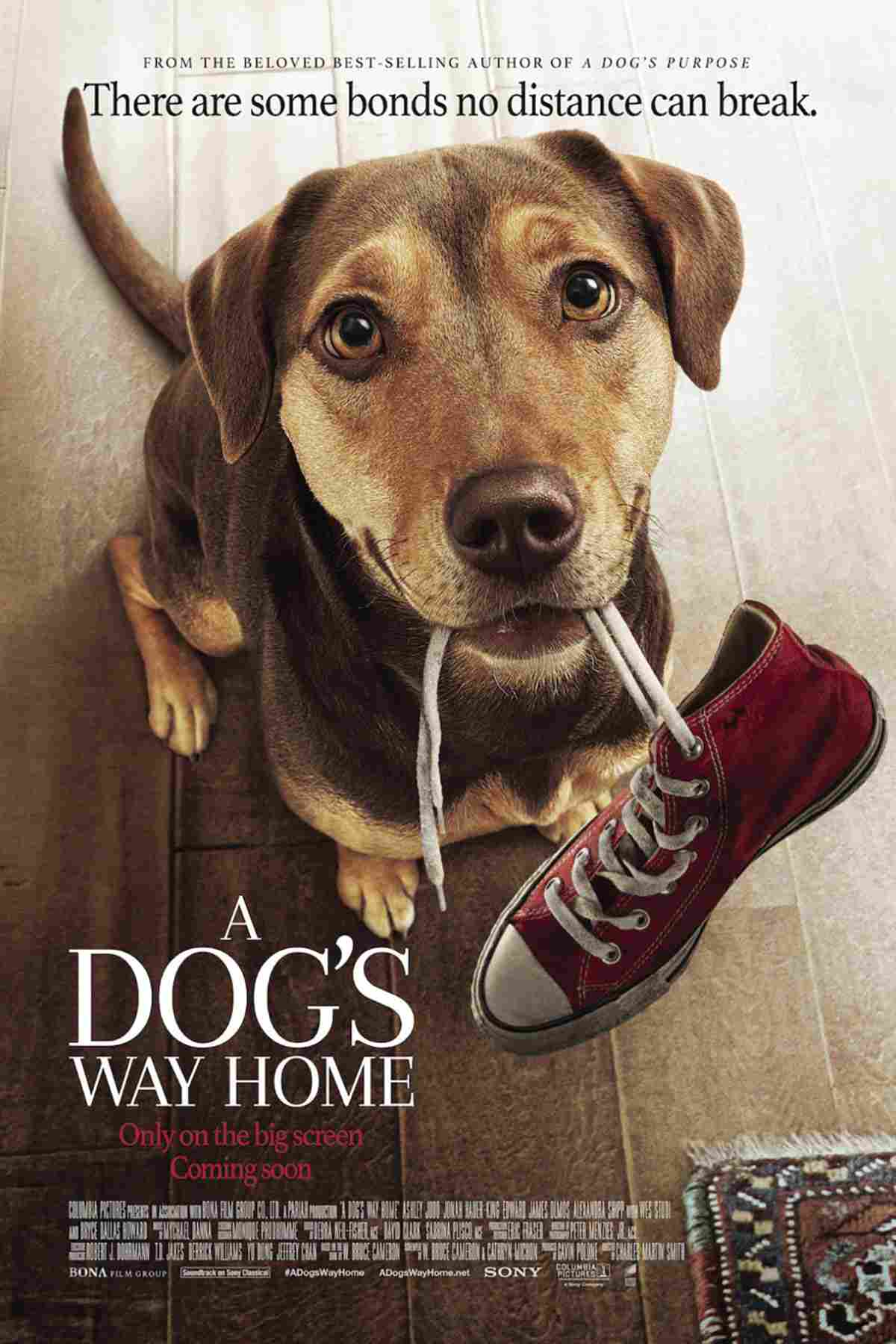 دانلود فیلم A Dogs Way Home